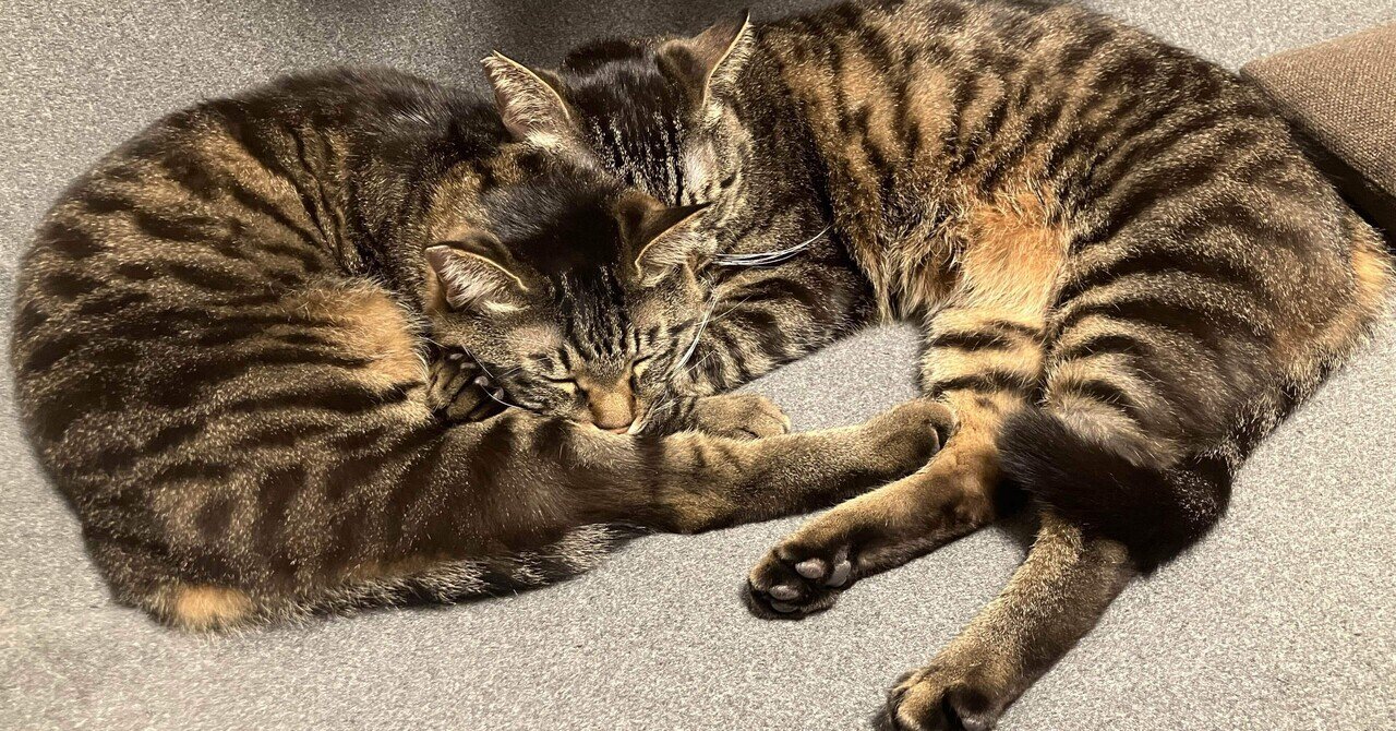 ねこ】にゃんフェスタ2026に行ってきた｜こんもず