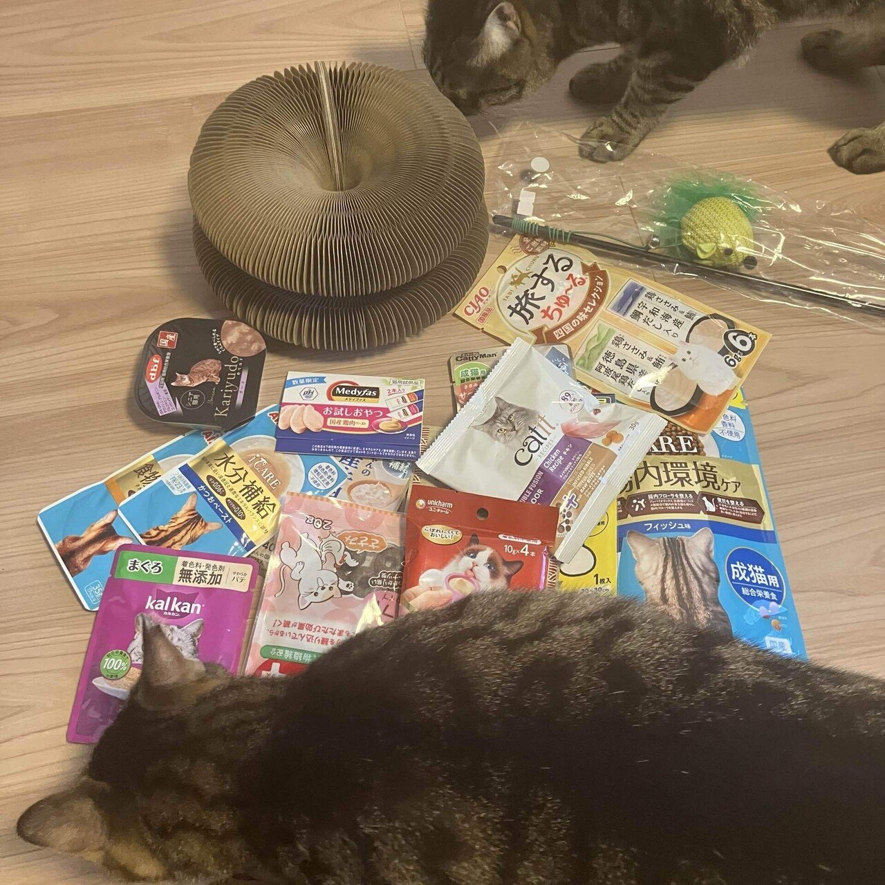 ねこ】にゃんフェスタ2026に行ってきた｜こんもず