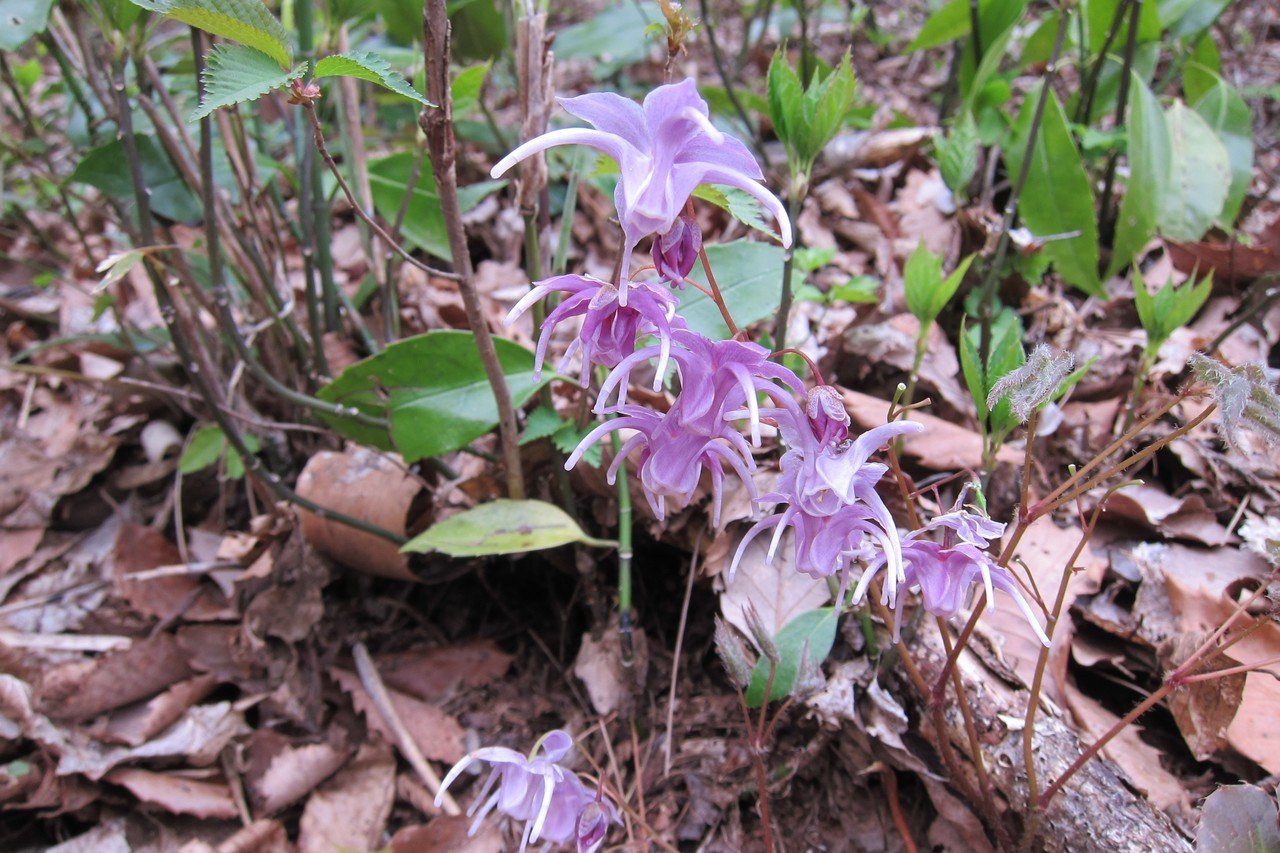 大山花あれこれ。｜大山ゲストハウス寿庵