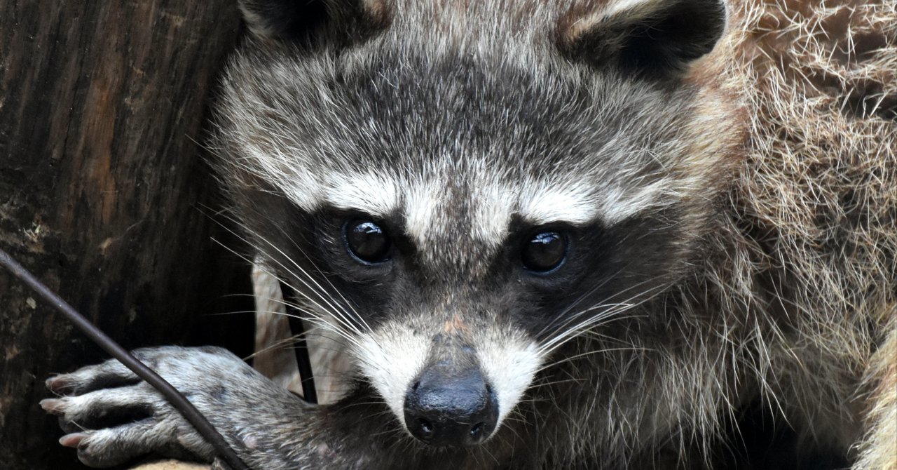 アライグマが現れた この後は どうなる 大福すあま Note