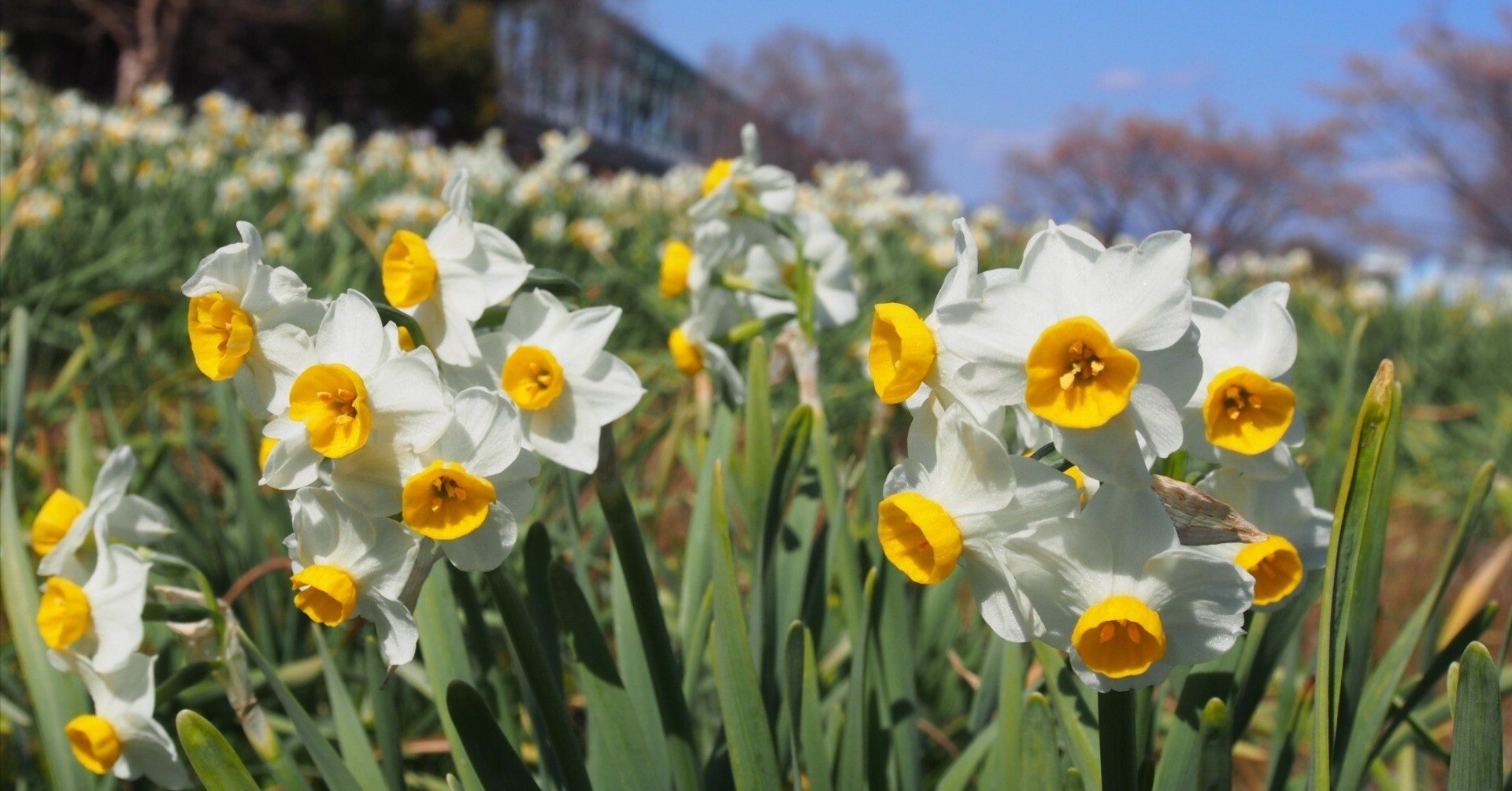 大阪市 淀川河川公園 長柄地区2026年2月22日【水仙】｜レタス
