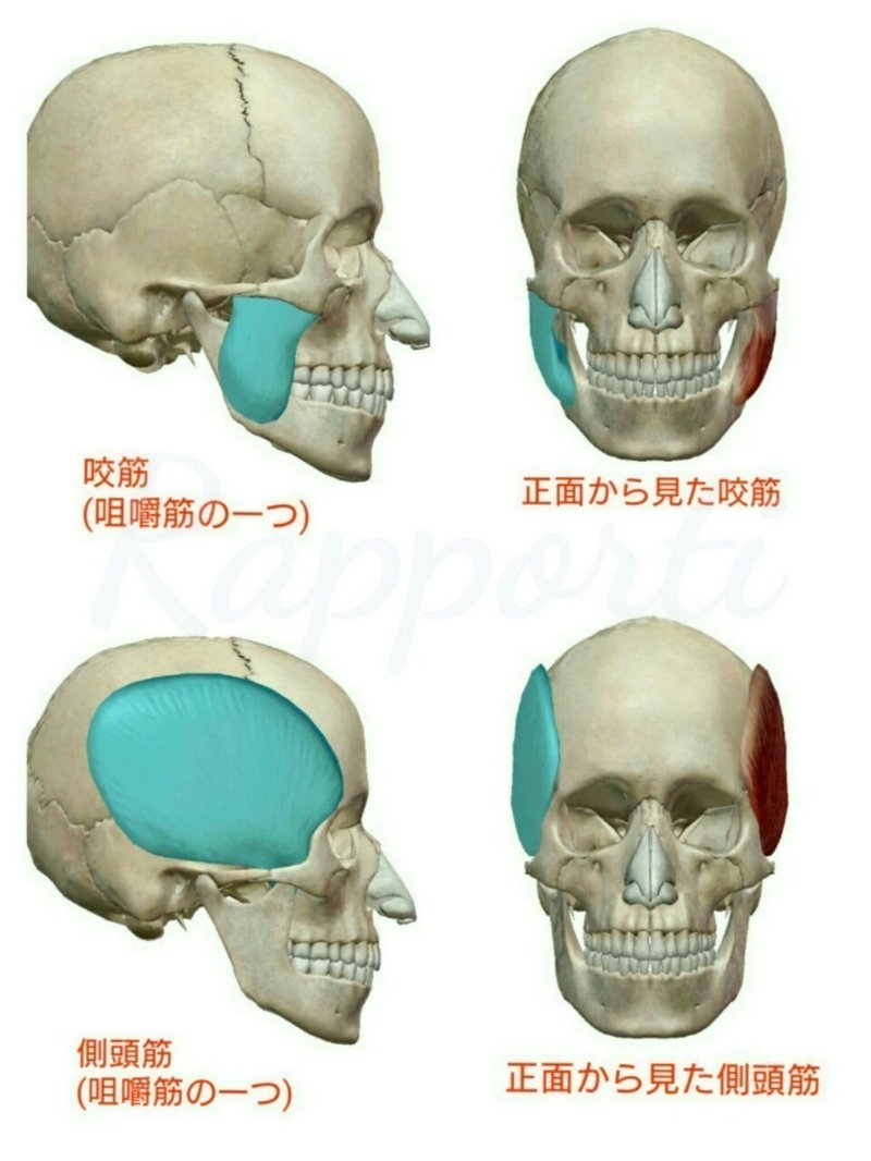 頭に角が生えたみたいに ハチ が張る その角をどうにかしたい しづ Note