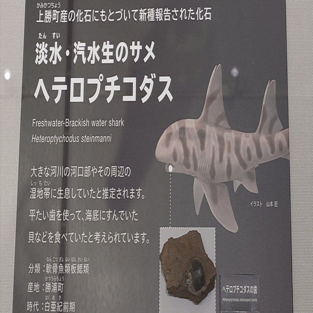 2026/2/25 徳島県立博物館ですよ｜始祖鳥堂まふ（M.A.F.）