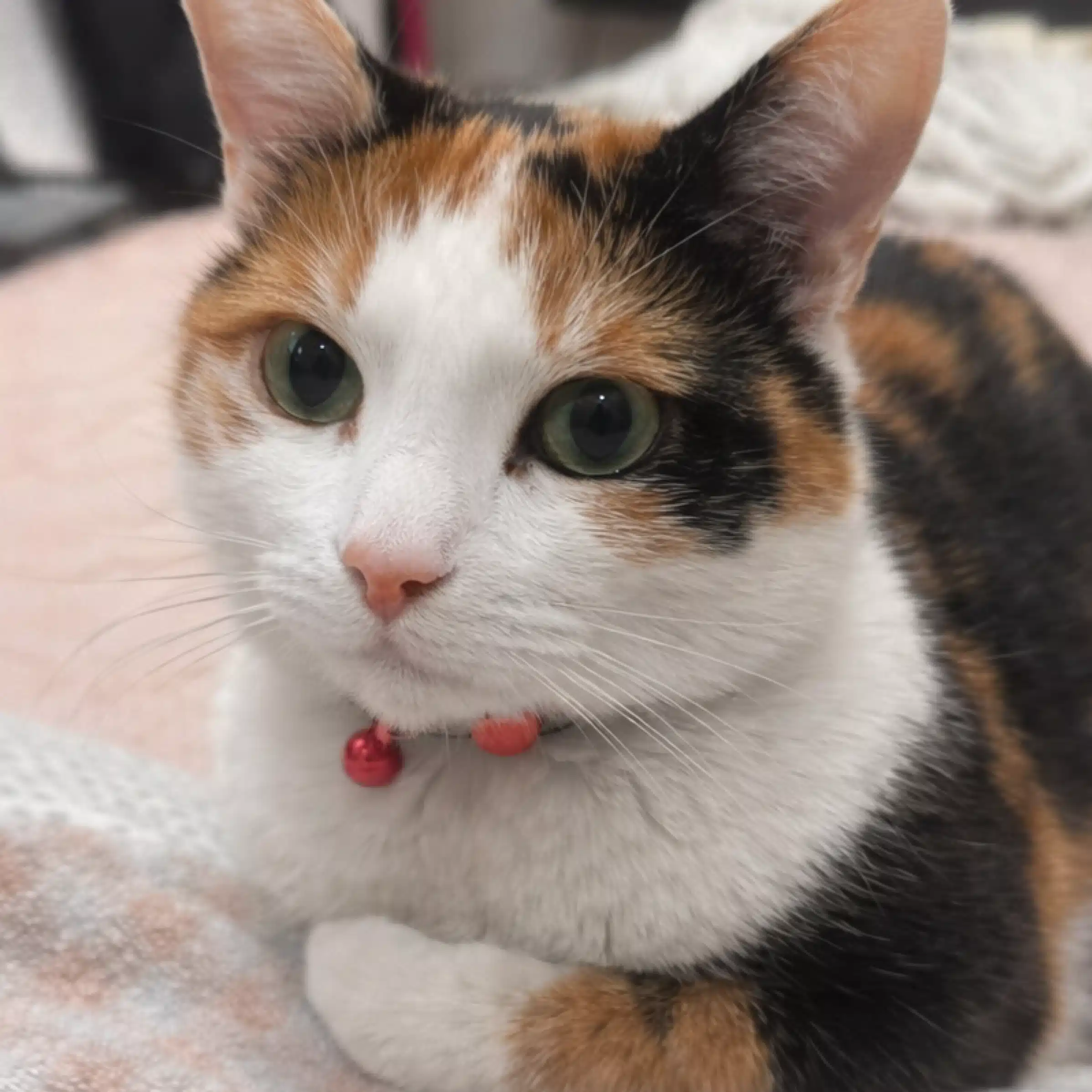 こまちゃん🐱ためにならないニュースฅ^•ω•^ฅ