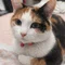 こまちゃん🐱ためにならないニュースฅ^•ω•^ฅ