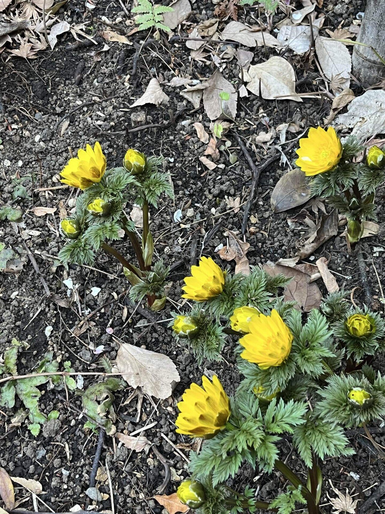 パッと開いた福寿草、雨が春を連れてきました！