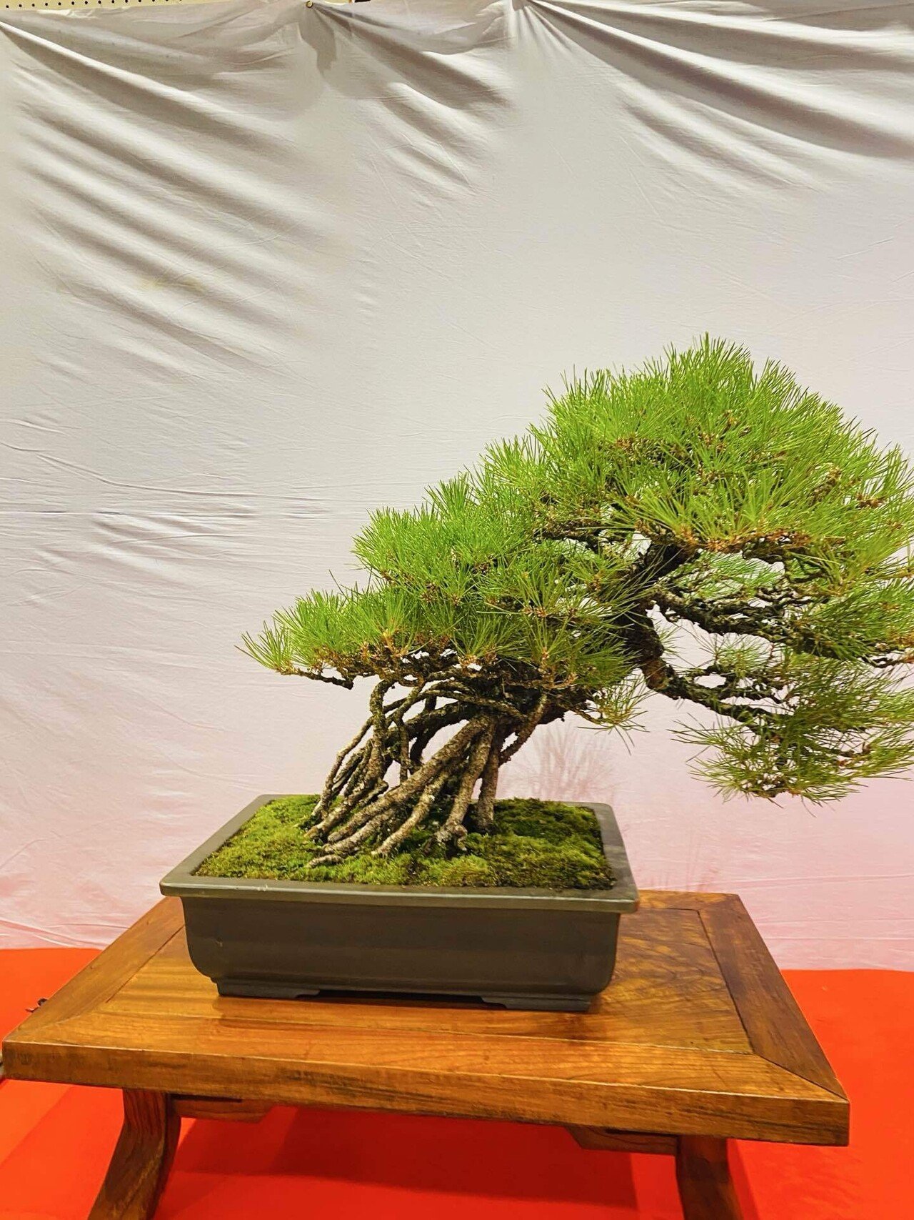 五葉松」「赤松」「黒松」「杜松」…松っていろんな種類あるですね