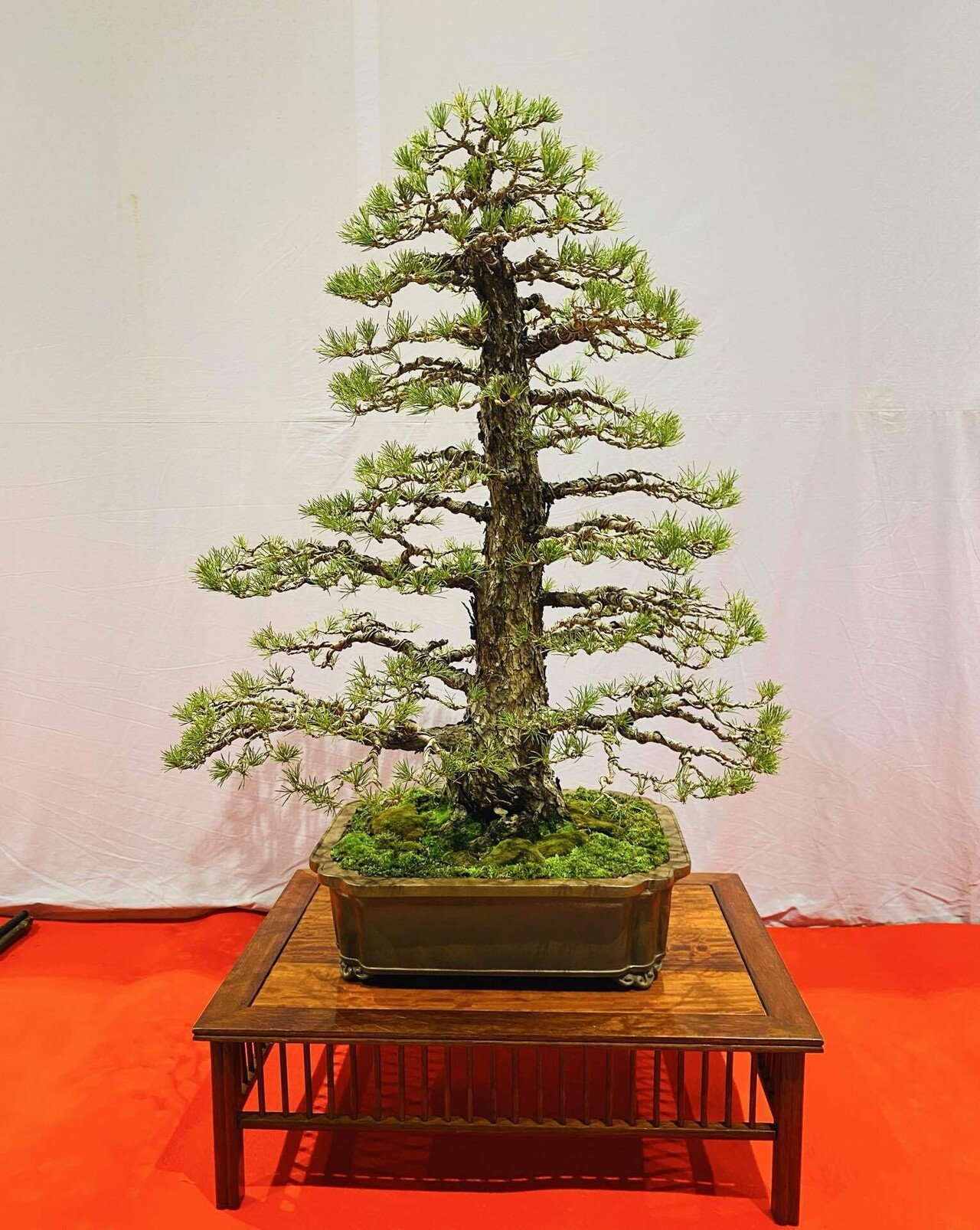 五葉松」「赤松」「黒松」「杜松」…松っていろんな種類あるですね