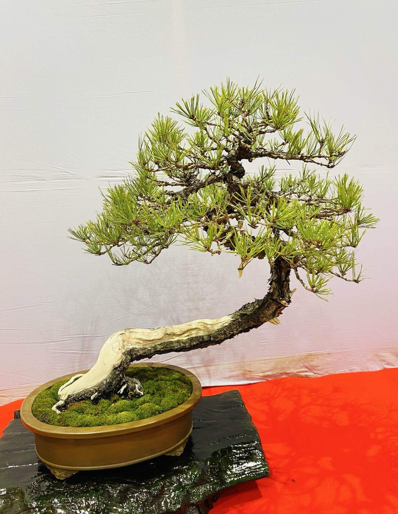 五葉松」「赤松」「黒松」「杜松」…松っていろんな種類あるですね