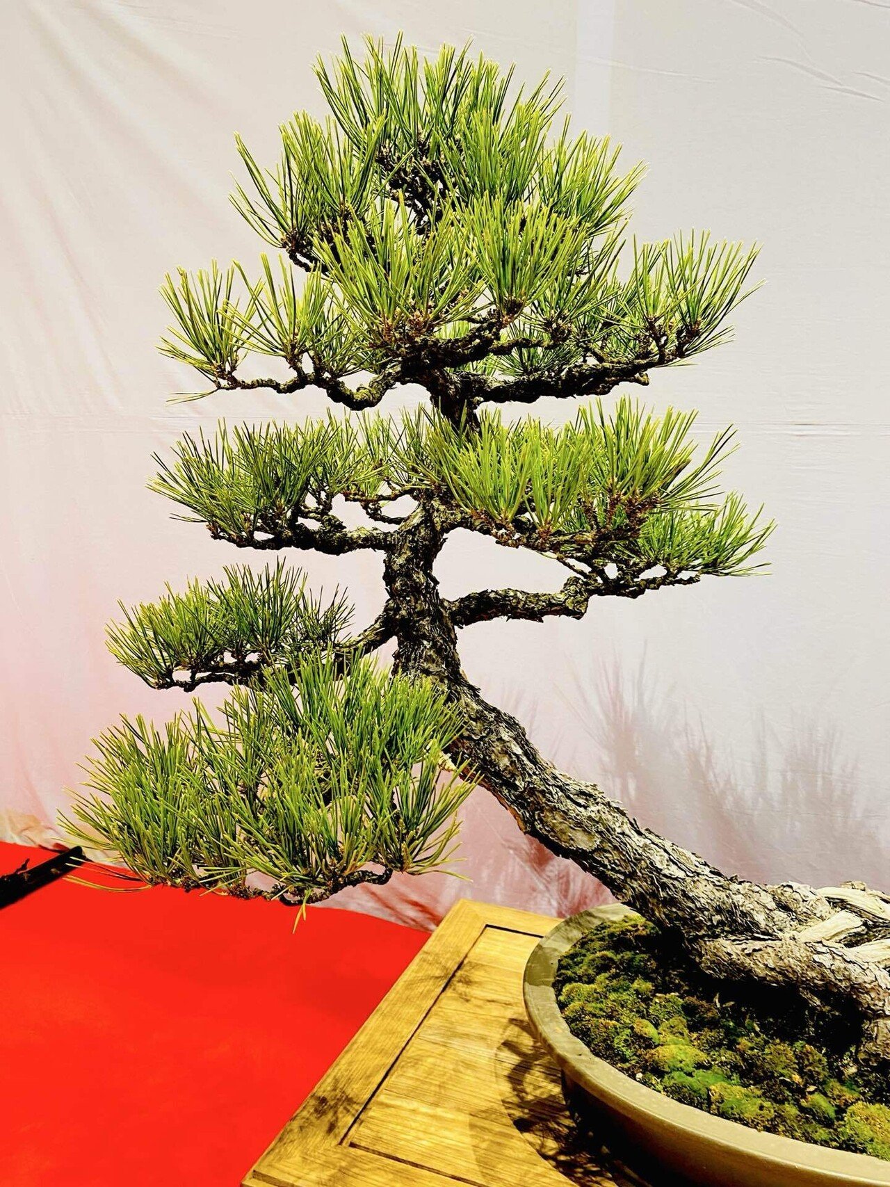 五葉松」「赤松」「黒松」「杜松」…松っていろんな種類あるですね