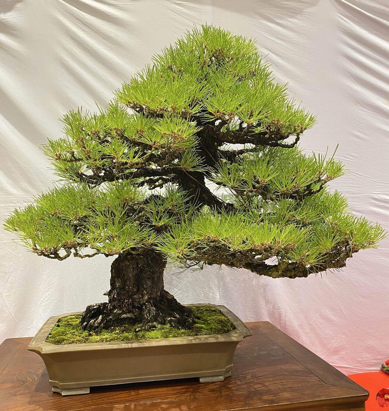 五葉松」「赤松」「黒松」「杜松」…松っていろんな種類あるですね