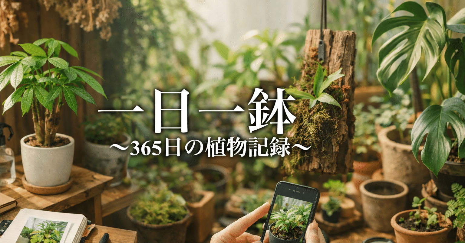 一日一鉢:アロエハイブリッド・フラミンゴ×バインクロコ【2026年2月26