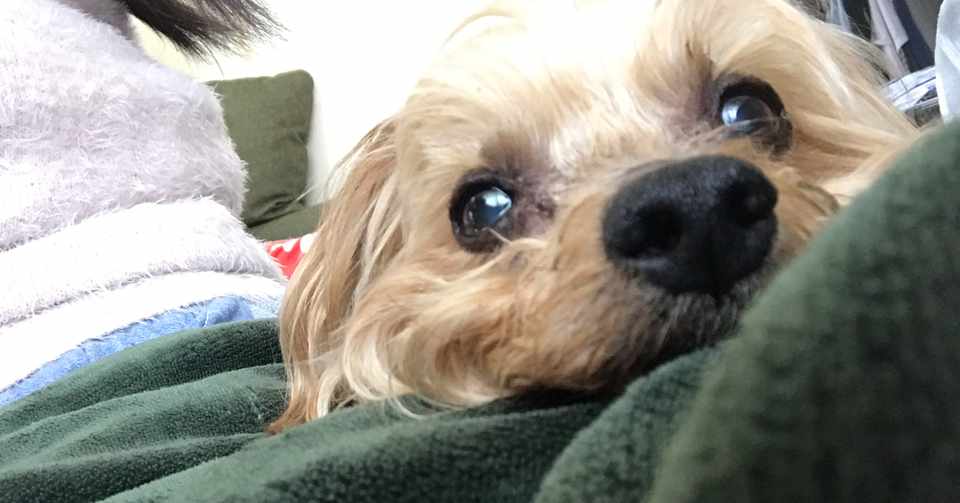 愛犬から最後の贈り物 愛 をもらった話 Manaca Note