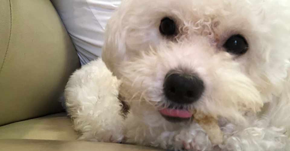 人から自分の犬を注意されると飼い主が悲しくなるよね トイプードルと筋トレに救われたアラサー Note
