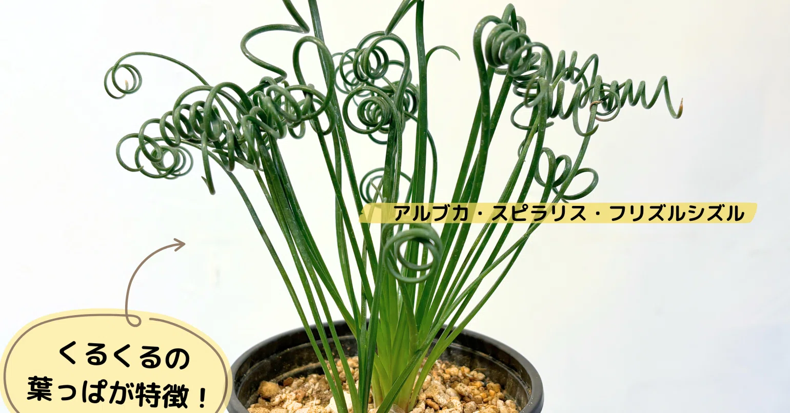 hardy plants Hardy Houseplants Duo, Small/Medium in Black | Grant main image 1