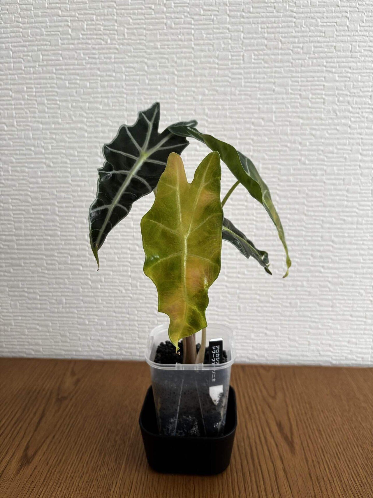 映えない植物記録#7 アロカシア篇｜miku