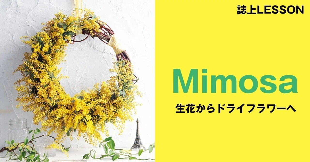 ミモザ】春の光を束ねて。生花からドライまで楽しむミモザのレシピ