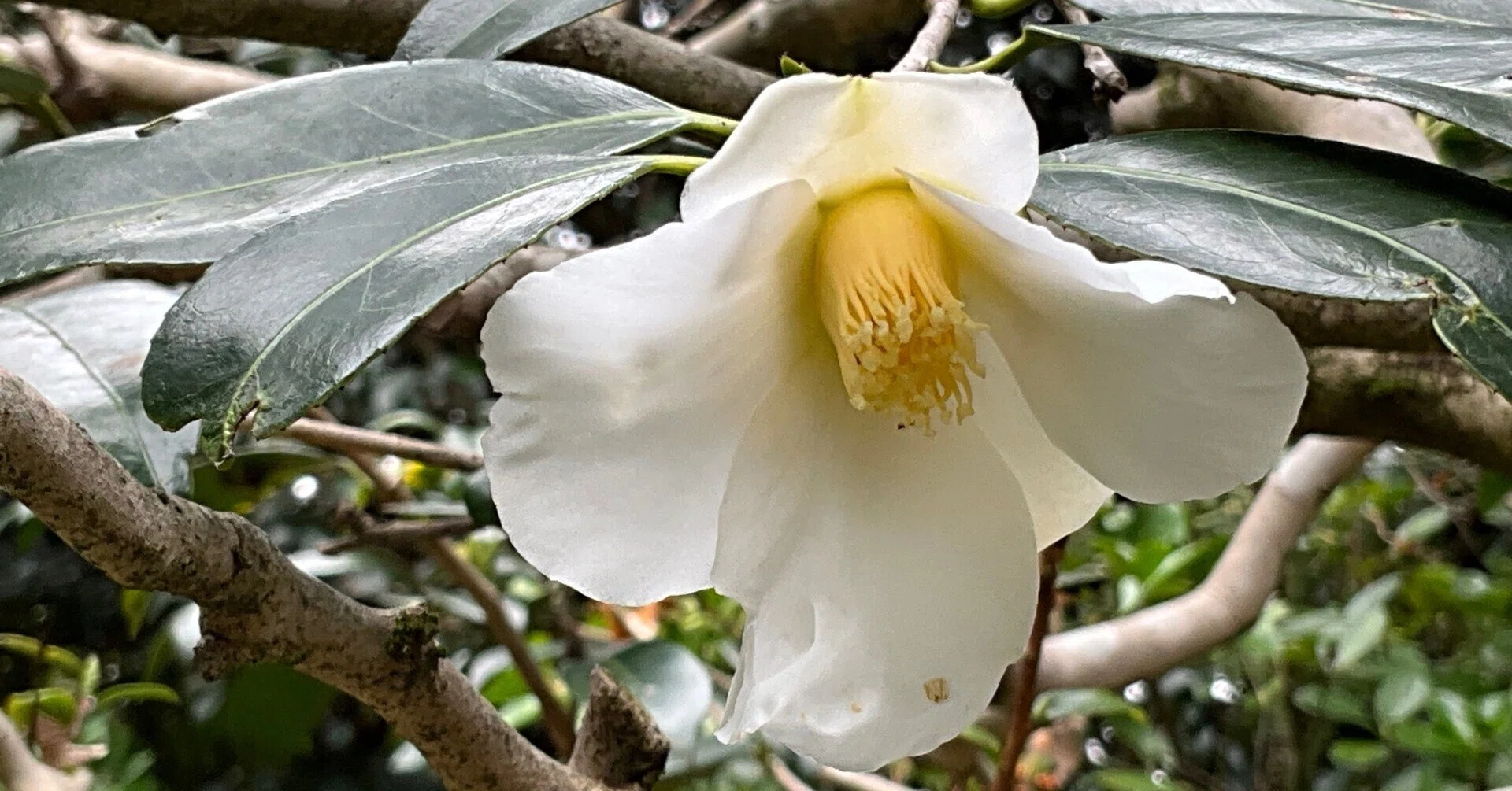 白侘助（京都府立植物園）：2026年3月2日（月）｜藤井秀昭（『京都居候