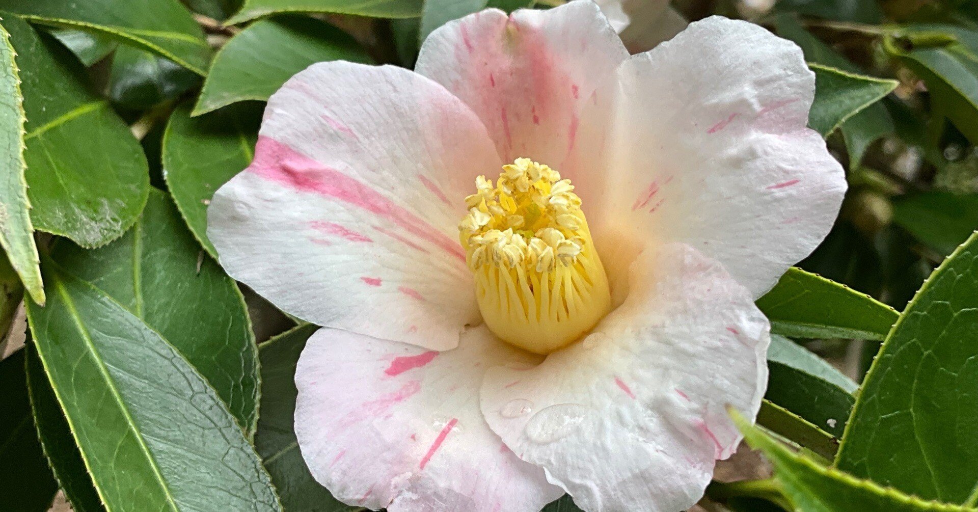 つばきの雪中花（京都府立植物園）：2026年2月26日（木）｜藤井秀昭