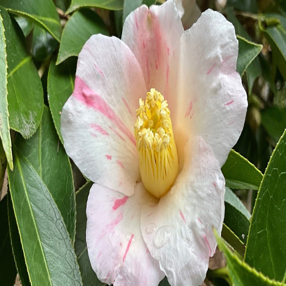 つばきの雪中花（京都府立植物園）：2026年2月26日（木）｜藤井秀昭