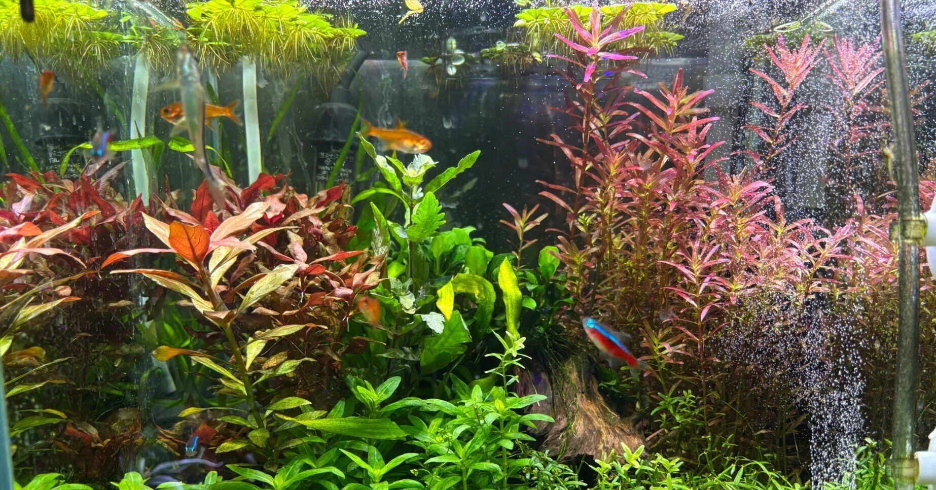 初の水草水槽に用いた水草に対する初心者なりの所感｜Kn