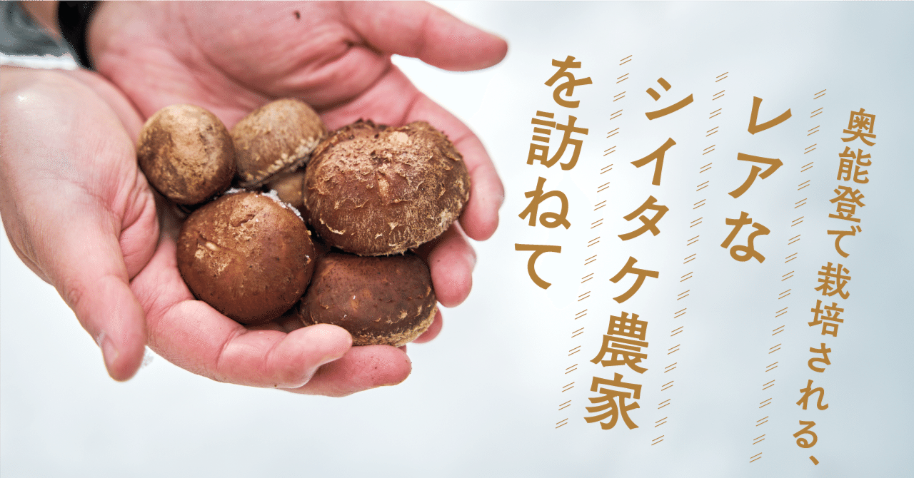 奥能登で栽培される、レアなシイタケ農家を訪ねて｜もっといしかわ