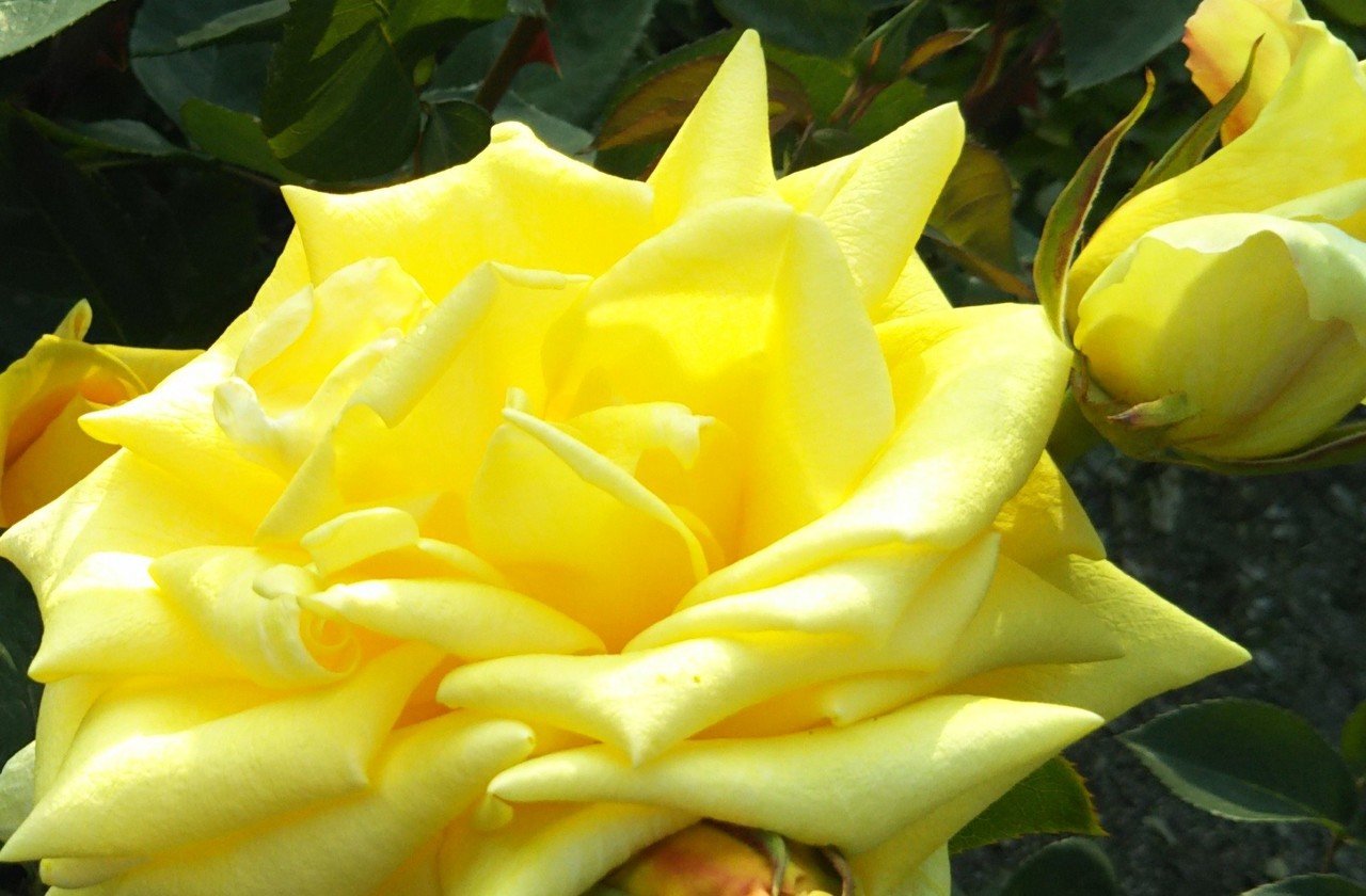 ﾉ おはようございます ５月１２ 火 ですね 今日は名前もゴールデンボーダー 金色に近い黄色の素敵な薔薇ですよ どうもありがとうございます ー あさだよしき こちら 情報局 笑顔 とアイデア好きです