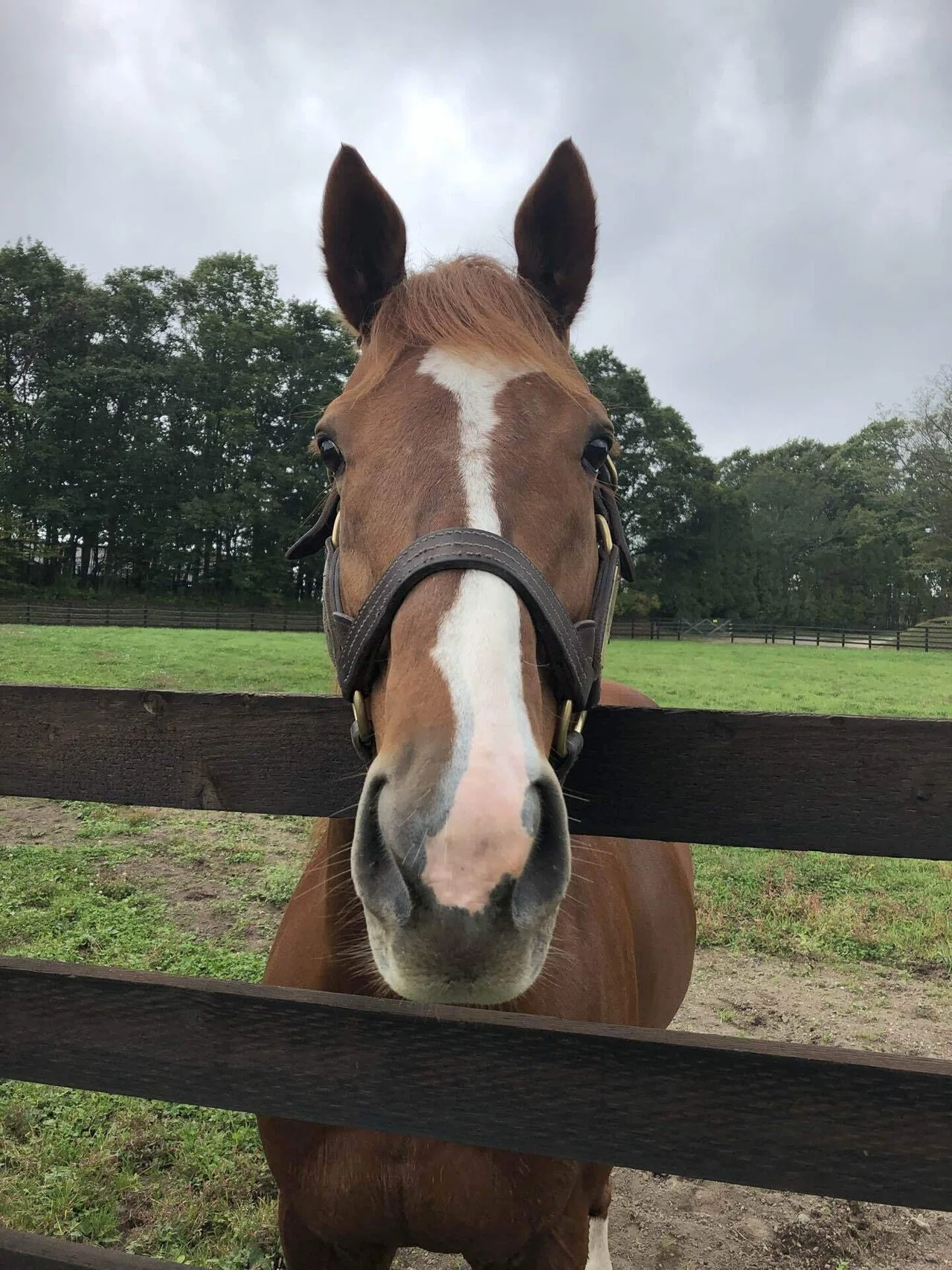 オルフェーヴル 種牡馬コラム】 オルフェーヴル（後編）〜三冠馬を生み出すためには