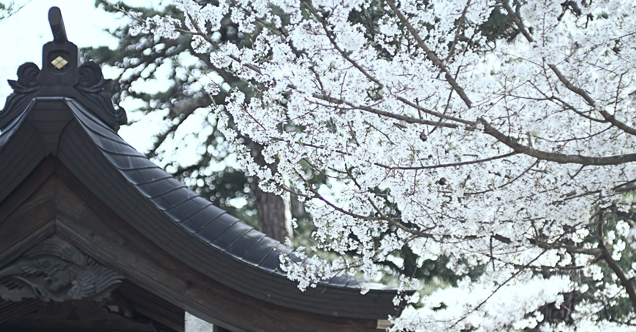 今年もやっぱり山梨の桜 甲斐の英雄 信玄祀る武田神社の桜 04 03 15 00 スナップ寅さん Note 今年もやっぱり山梨の桜 甲斐の英雄 信玄祀る武田神社の桜 04 03 15 00 スナップ寅さん Note