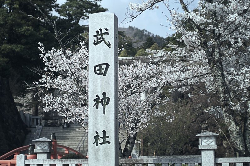 今年もやっぱり山梨の桜 甲斐の英雄 信玄祀る武田神社の桜 04 03 15 00 スナップ寅さん Note
