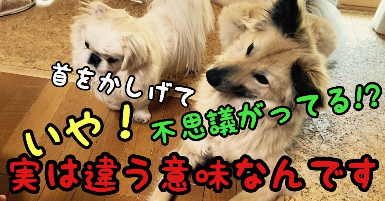 犬が首をかしげて不思議がってる いや それ違う意味なんです その本当の意味は ドッグライフサポーター 獅子パパ Note 犬が首をかしげて不思議がってる いや それ違う意味なんです その本当の意味は ドッグライフサポーター 獅子パパ Note