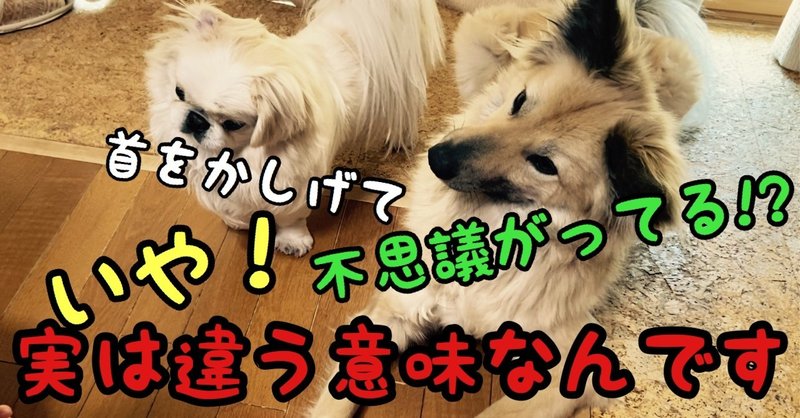 犬が首をかしげて不思議がってる いや それ違う意味なんです その本当の意味は ドッグライフサポーター 獅子パパ Note