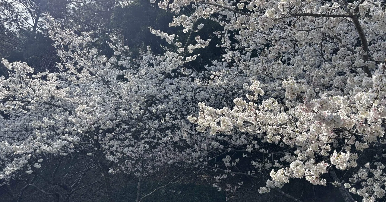 桜の季節が2月にやってくるとは｜栗田真希
