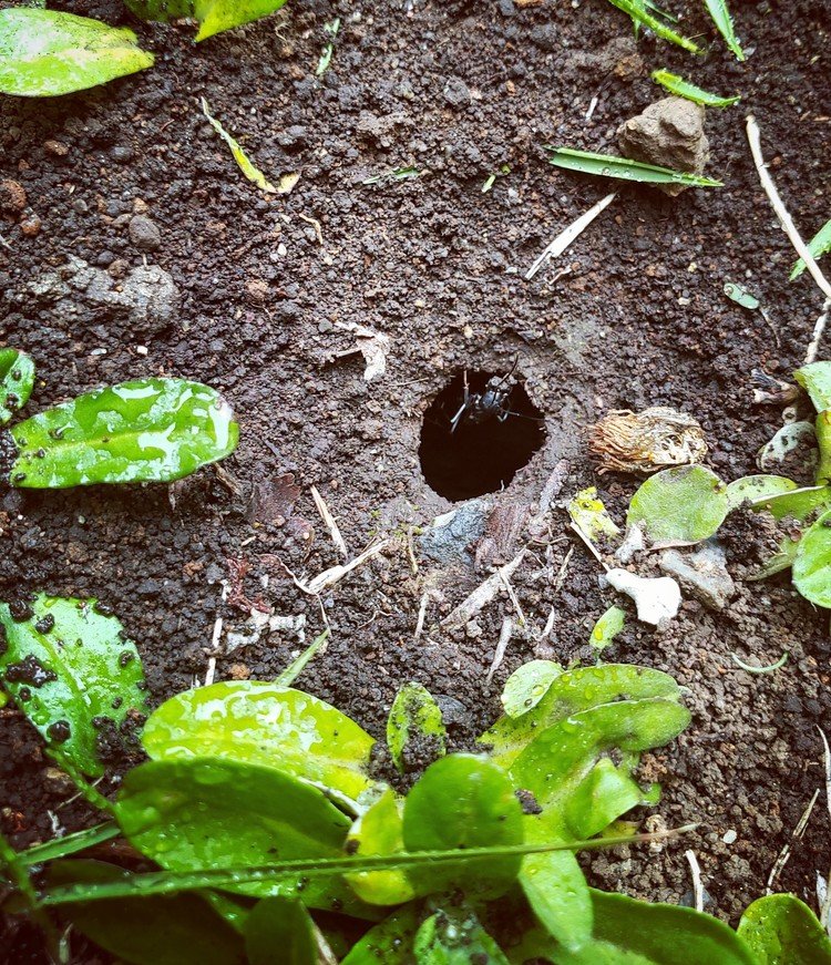 おはよーございます。

ミスト仕様の雨朝。
巣穴の泥を一生懸命運ぶアリ。
も少し軒下に造ればよかったのに、とお節介セリフ吐くニンゲンには目もくれず。
まぁガンバッテ。

佳い日を。


#sky #summer #insect #love #moritaMiW #空 #初夏 #蟻 #佳い一日の始まり