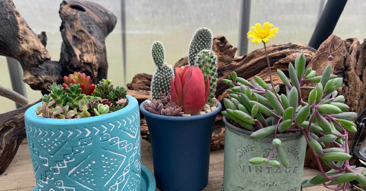 多肉ちゃん の新着タグ記事一覧 Note つくる つながる とどける