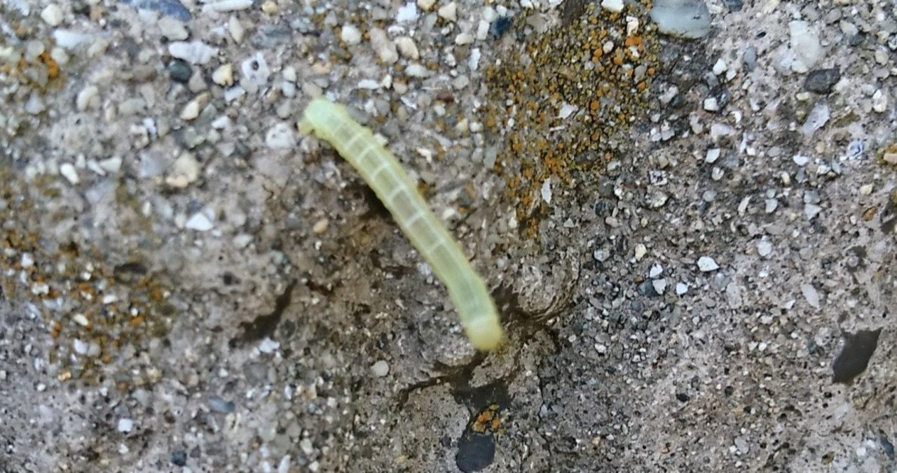 外の生き物 解答編にしようと思ったら虫の世界が広く深すぎて気が狂いそうになった 昆虫注意 丸山おまる Note