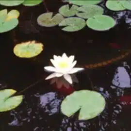 青山鍼灸院