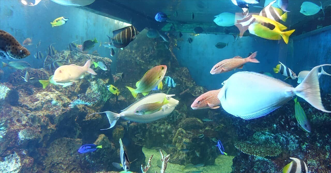 越前松島水族館の割引情報まとめ！チケットはどこで買うのが安い？｜お