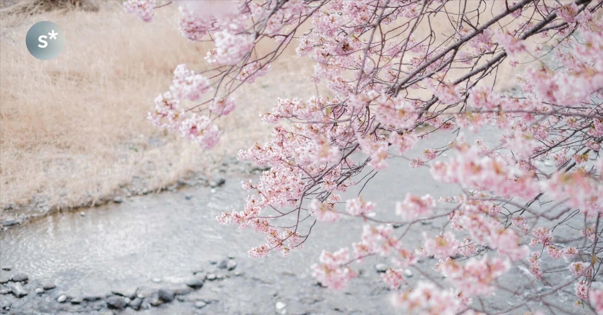それでも、満開の河津桜を見に行こう｜Yusuke Miura