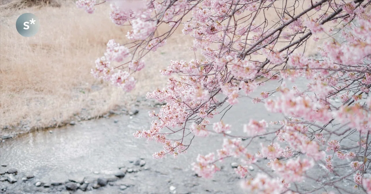 Even So, Let's Go See the Kawazu Cherry Blossoms in Full Bloom