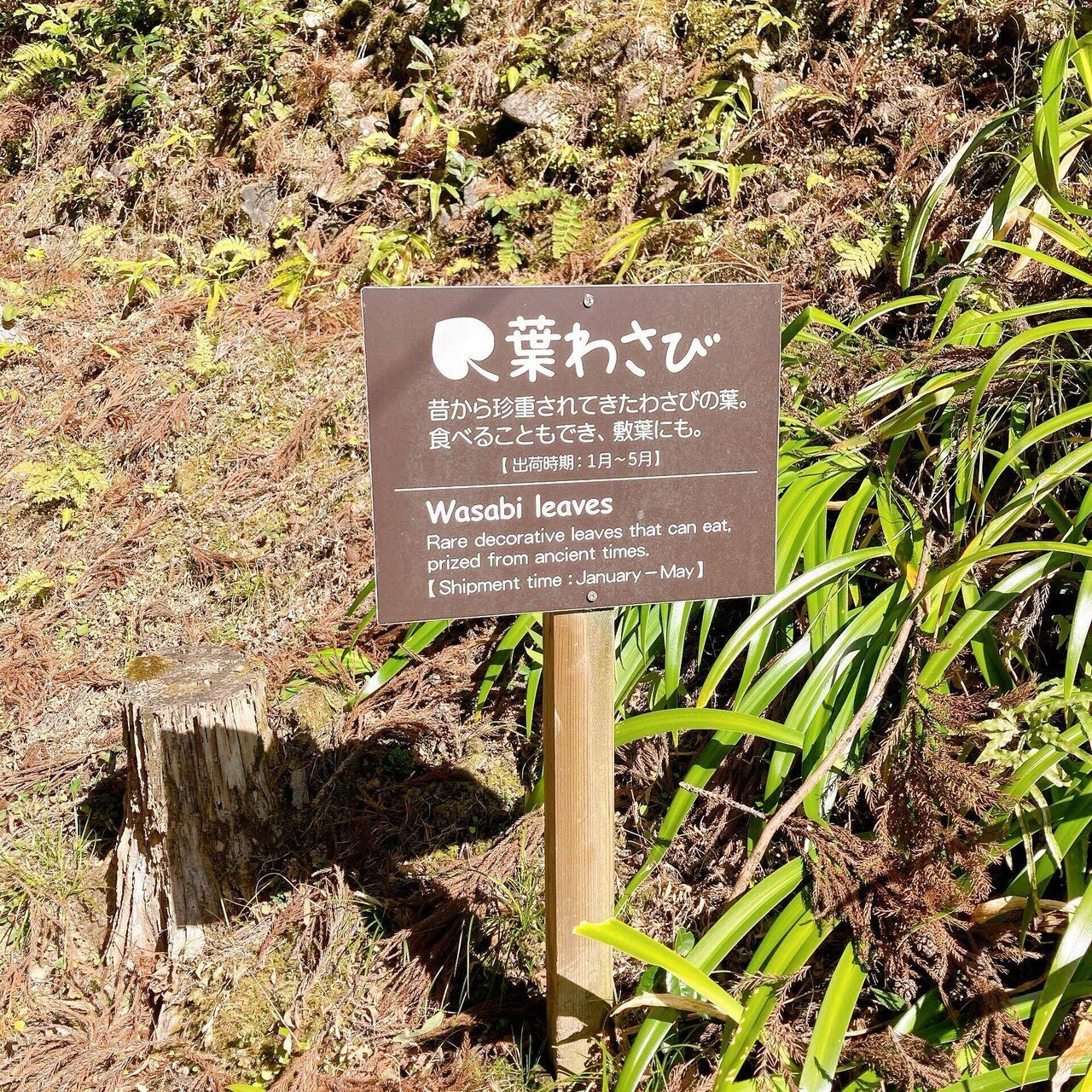 人生も経済も葉っぱが彩る。—上勝町の「いろどり」が教えてくれた