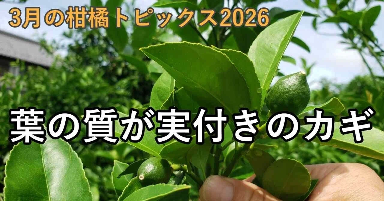 3月の柑橘トピックス2026】花より葉っぱ！実付きは“葉の質”で決まる