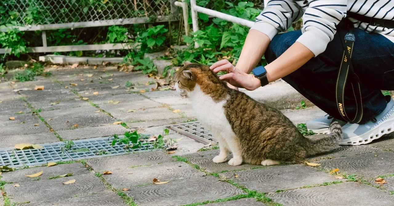 2026】沖縄県の猫スポット①🐾｜三毛猫