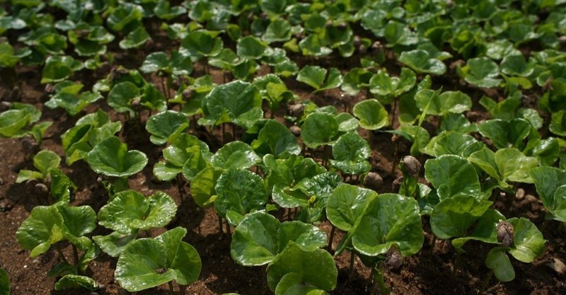 写真で見るコーヒーの木の成長 Tamura Note