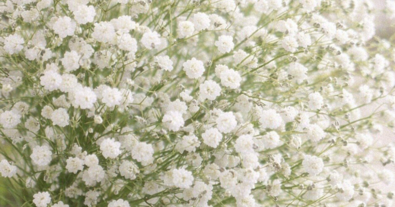 かすみ草｜ポワポワ