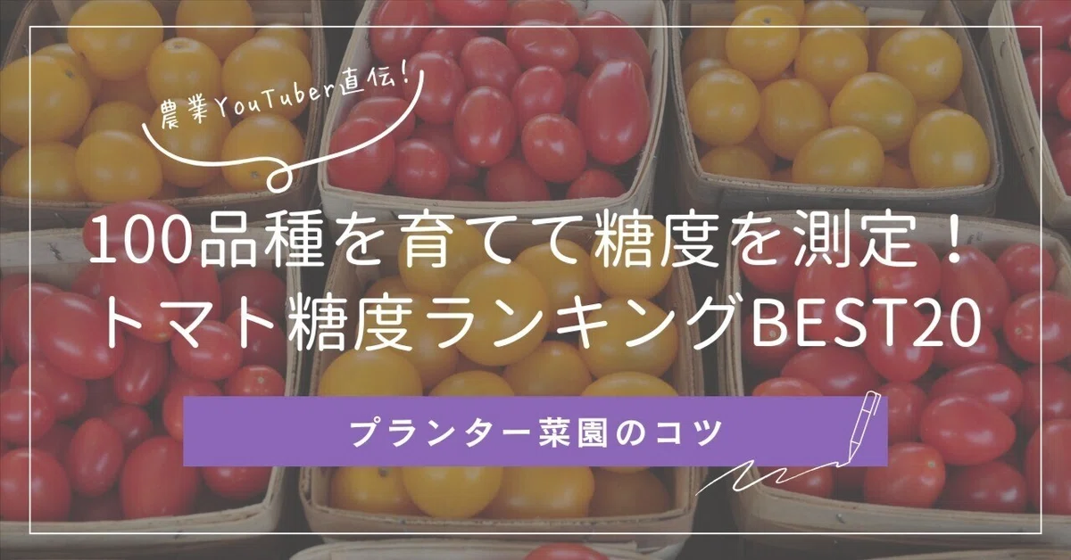 永久保存版】100品種を育てて糖度を測定！トマトの糖度ランキング