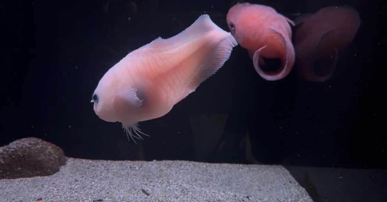 氷の海の宝箱｜氷刃翔