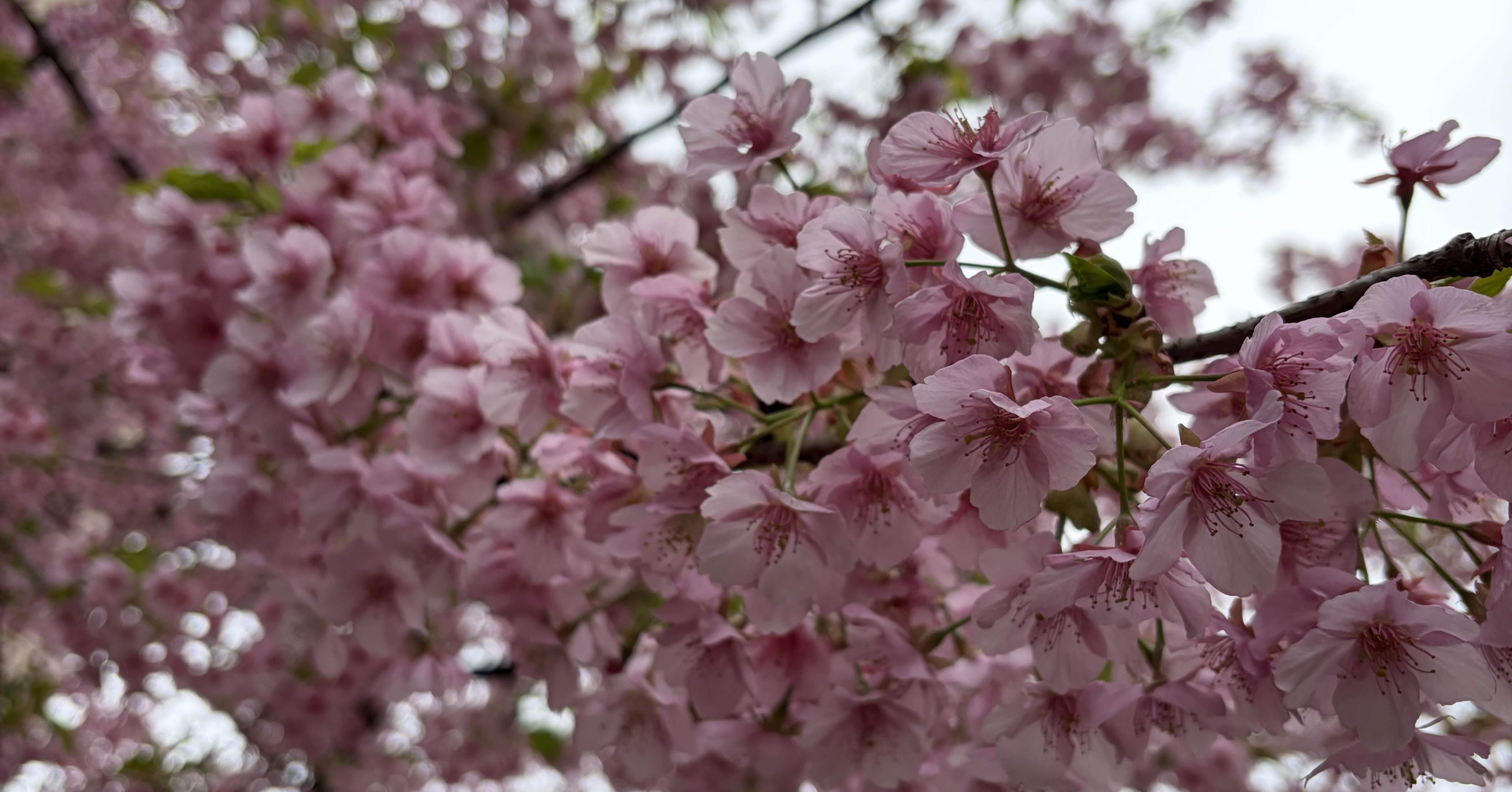 都会の早咲きの桜、撮ったは良いけど…｜ダイハチママ