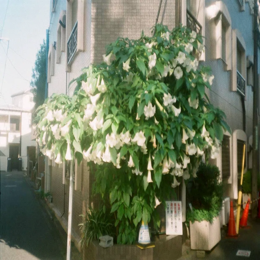 憧れ」で選んだカメラ｜かまた
