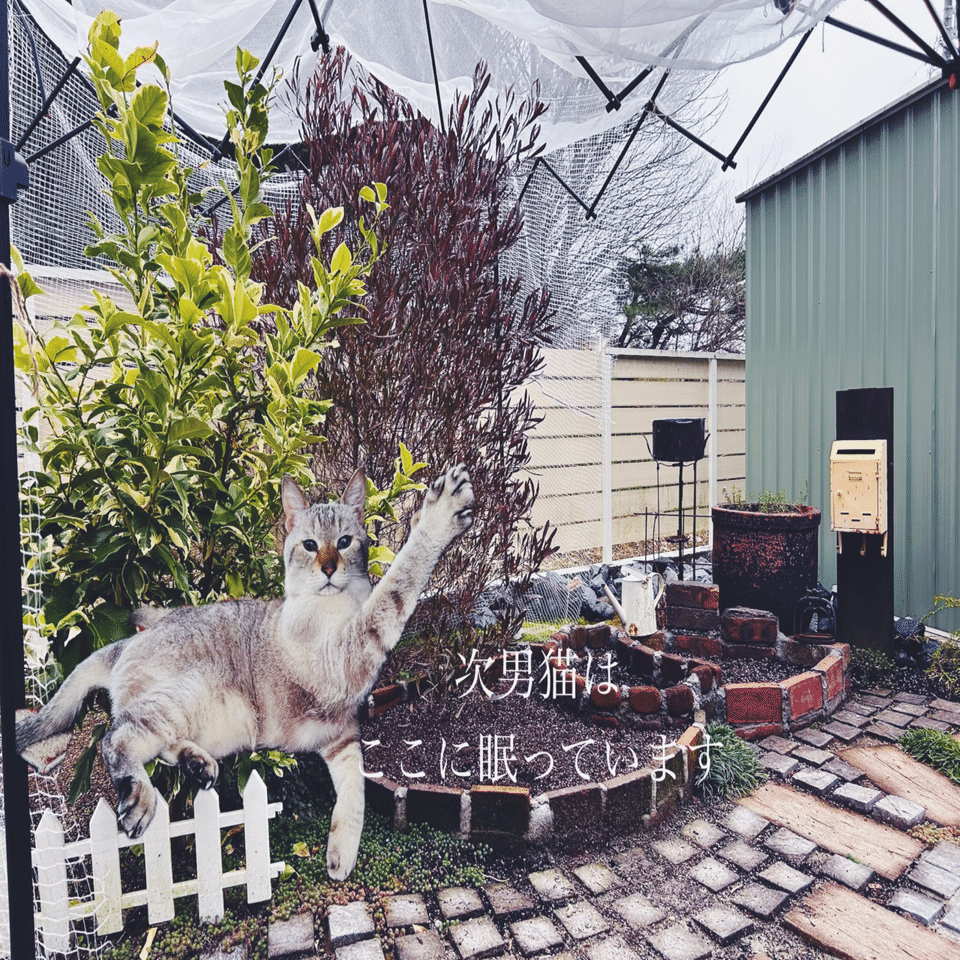 墓標に愛を。野菜には猫を。｜はらぺこ◎